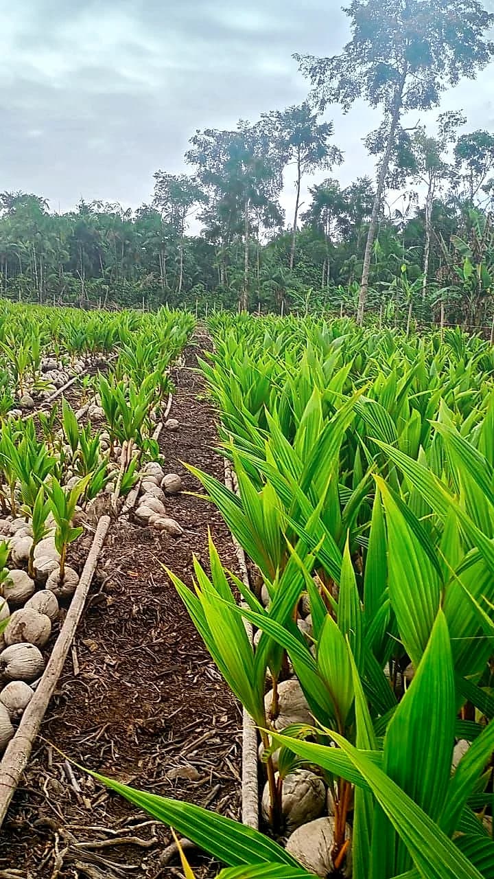 Plantations and work in the Colombian Pacific