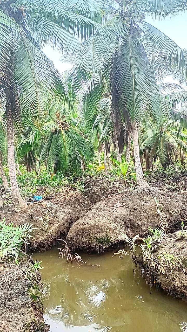 Monvid Coco history and legacy