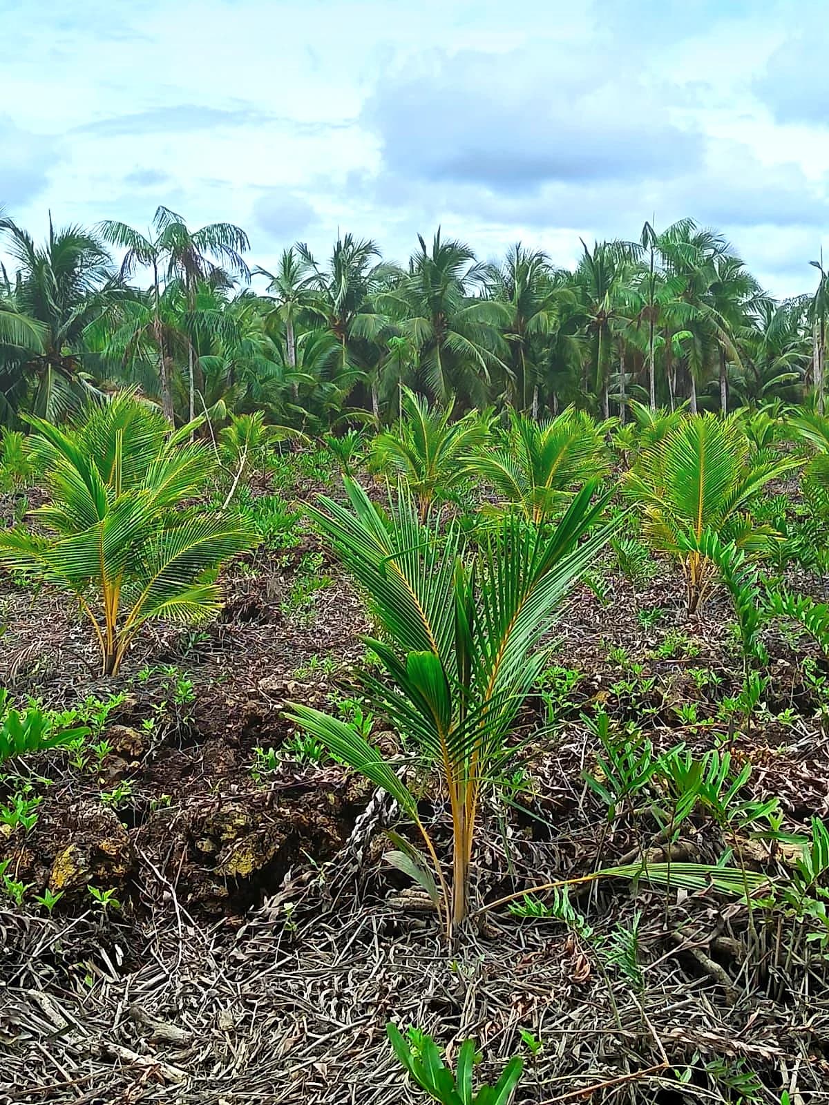 Monvid Coco product-making process